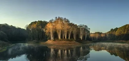 What kind of trees are suitable for planting by the water