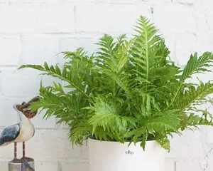 The Types and Care of Potted Ferns (Creating an Indoor Forest to Make Your Home Greener)0