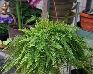 The Types and Care of Potted Ferns (Creating an Indoor Forest to Make Your Home Greener)1