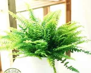 The Types and Care of Potted Ferns (Creating an Indoor Forest to Make Your Home Greener)2