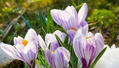 Prideful Flower Language - Understanding the Personality Traits of These Flowers (Exploring the Beauty and Mystery of Proud Flowers)