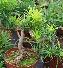 Bonsai Care Tips for Podocarpus (Understand Podocarpus