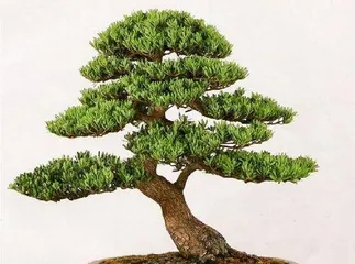 Bonsai Care Tips for Podocarpus (Understand Podocarpus