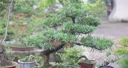 Bonsai Care Tips for Podocarpus (Understand Podocarpus