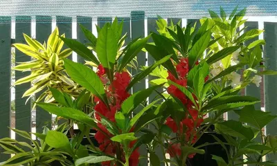 The Cultivation and Care of Impatiens (Understand Impatiens, Make Flower Growing Easy)0