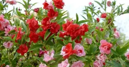 The Cultivation and Care of Impatiens (Understand Impatiens, Make Flower Growing Easy)1