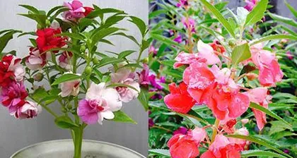 The Cultivation and Care of Impatiens (Understand Impatiens, Make Flower Growing Easy)2