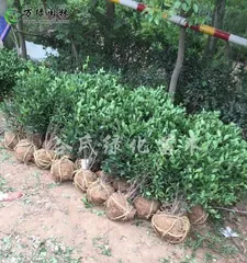 The courtyard is planted with holly — adding green elements to create a comfortable space (planting and maintenance of holly)0