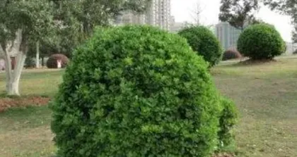 The courtyard is planted with holly — adding green elements to create a comfortable space (planting and maintenance of holly)1