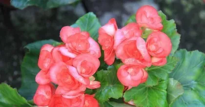 Four Seasons Begonia Summer Care Guide (How to Keep Your Four Seasons Begonia Thriving in Summer)0