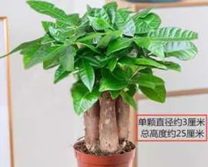 Turn of Fortune – A Miraculous Turn in the Plant World (Exploring the Amazing Mechanisms of运转 in the Plant World)0