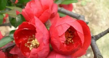 Four Seasons Begonia Summer Care Guide (How to Keep Your Four Seasons Begonia Thriving in Summer)1