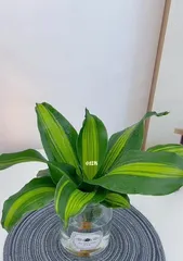 Turn of Fortune – A Miraculous Turn in the Plant World (Exploring the Amazing Mechanisms of运转 in the Plant World)1