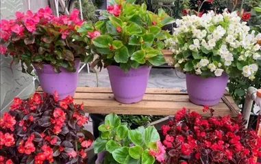 Four Seasons Begonia Summer Care Guide (How to Keep Your Four Seasons Begonia Thriving in Summer)2