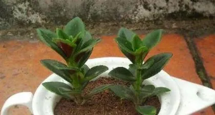 How to Water String of Hearts Correctly? Essential Knowledge for Watering Time, Watering Methods, and Daily Care!0