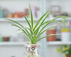 Turn of Fortune – A Miraculous Turn in the Plant World (Exploring the Amazing Mechanisms of运转 in the Plant World)2