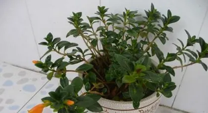 How to Water String of Hearts Correctly? Essential Knowledge for Watering Time, Watering Methods, and Daily Care!1