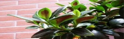 How to Water String of Hearts Correctly? Essential Knowledge for Watering Time, Watering Methods, and Daily Care!2