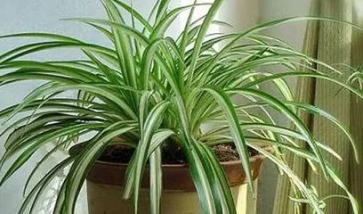 How to care for Golden Edge Chlorophytum to make it grow vigorously? (Creating a green home, paying attention to the details of plant growth)0