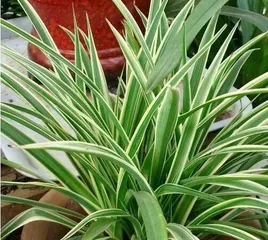 How to care for Golden Edge Chlorophytum to make it grow vigorously? (Creating a green home, paying attention to the details of plant growth)1