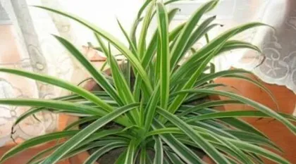 How to care for Golden Edge Chlorophytum to make it grow vigorously? (Creating a green home, paying attention to the details of plant growth)2