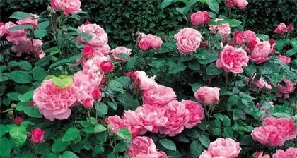 Unveiling the Growth Habits of Snowflake Beefsteak Rose (Vine or Shrub? An Analysis in One Article)