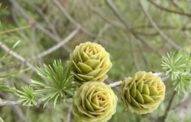 Is the apricot a gymnosperm? - Exploring the taxonomic classification of Prunus plants