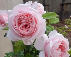 Discover the botanical nature of Auntie Mahiji's rose (Part 1: Is it a climbing rose or a shrub?)