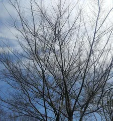 Trees with falling leaves in winter (the beauty of yellowing and the cycle of life)0
