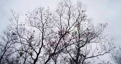 Trees with falling leaves in winter (the beauty of yellowing and the cycle of life)1