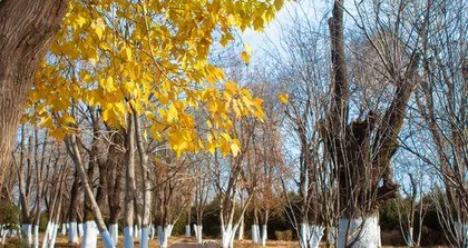 Trees with falling leaves in winter (the beauty of yellowing and the cycle of life)2