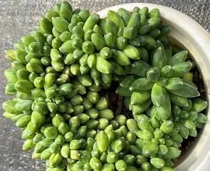 How to properly pot and care for the Japanese Juniper？（Potting time and care methods for the Japanese Juniper）1