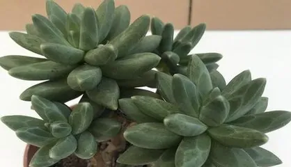 How to properly pot and care for the Japanese Juniper？（Potting time and care methods for the Japanese Juniper）2