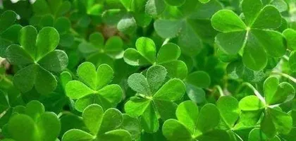How to grow lucky grass? (Planting time and methods, as well as care tips)1