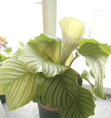 Apple Calathea Care Guide (How to make Apple Calathea thrive?)0