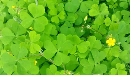 How to grow lucky grass? (Planting time and methods, as well as care tips)2