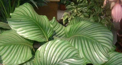 Apple Calathea Care Guide (How to make Apple Calathea thrive?)1