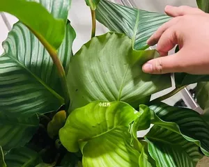Apple Calathea Care Guide (How to make Apple Calathea thrive?)2