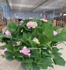 Cultivation and Maintenance of Hydrangea Old Stocks (Mastering Cultivation Techniques to Create Hydrangea Old Stock Bonsai)