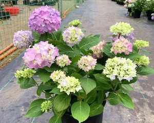 Cultivation and Maintenance of Hydrangea Old Stocks (Mastering Cultivation Techniques to Create Hydrangea Old Stock Bonsai)1