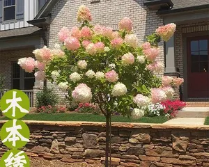 Cultivation and Maintenance of Hydrangea Old Stocks (Mastering Cultivation Techniques to Create Hydrangea Old Stock Bonsai)2