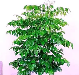 Juniperus chinensis Grafting Techniques (An article detailing the method of grafting Juniperus chinensis)0