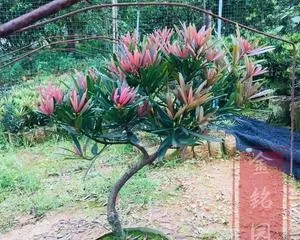 Juniperus chinensis Grafting Techniques (An article detailing the method of grafting Juniperus chinensis)1