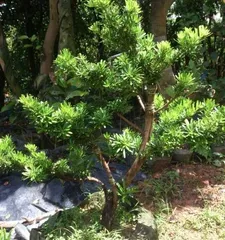 Juniperus chinensis Grafting Techniques (An article detailing the method of grafting Juniperus chinensis)2