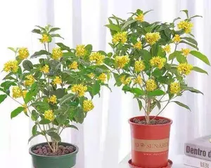 Is bay laurel suitable for indoor cultivation? (How to properly care for bay laurel plants indoors?)