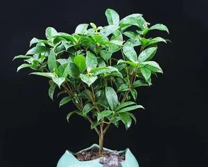 Is bay laurel suitable for indoor cultivation? (How to properly care for bay laurel plants indoors?)1