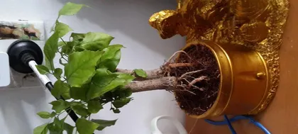 What to do if the leaves of a lucky tree are wilting? (Lucky tree care guide, make the leaves green again!)