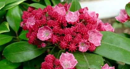 Is bay laurel suitable for indoor cultivation? (How to properly care for bay laurel plants indoors?)2