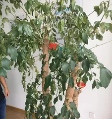 What to do if the leaves of a lucky tree are wilting? (Lucky tree care guide, make the leaves green again!)1