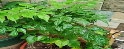 What to do if the leaves of a lucky tree are wilting? (Lucky tree care guide, make the leaves green again!)2